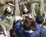 Япония, панды, Китай, зоопарк, дипломатия
