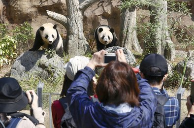 Япония, панды, Китай, зоопарк, дипломатия