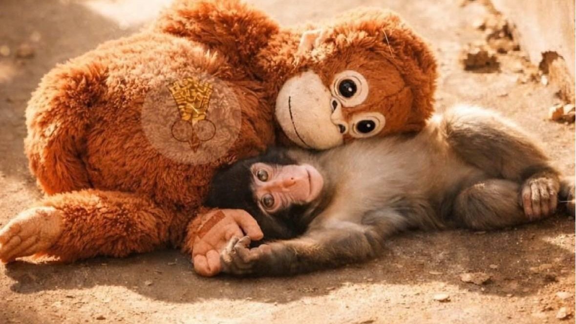 Панч, ИКЕА, Плюшевый орангутан