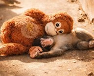 Панч, ИКЕА, Плюшевый орангутан