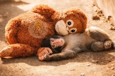 Панч, ИКЕА, Плюшевый орангутан