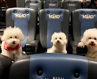 собаки, кинотеатр, Зверополис, Китай, мультфильм