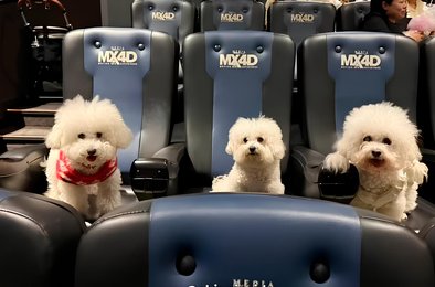 собаки, кинотеатр, Зверополис, Китай, мультфильм