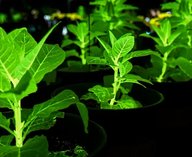 растения, свет, гены, технология, Китай