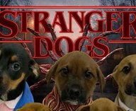 сериал, щенки, приют, усыновление, соцсети