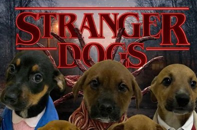 сериал, щенки, приют, усыновление, соцсети