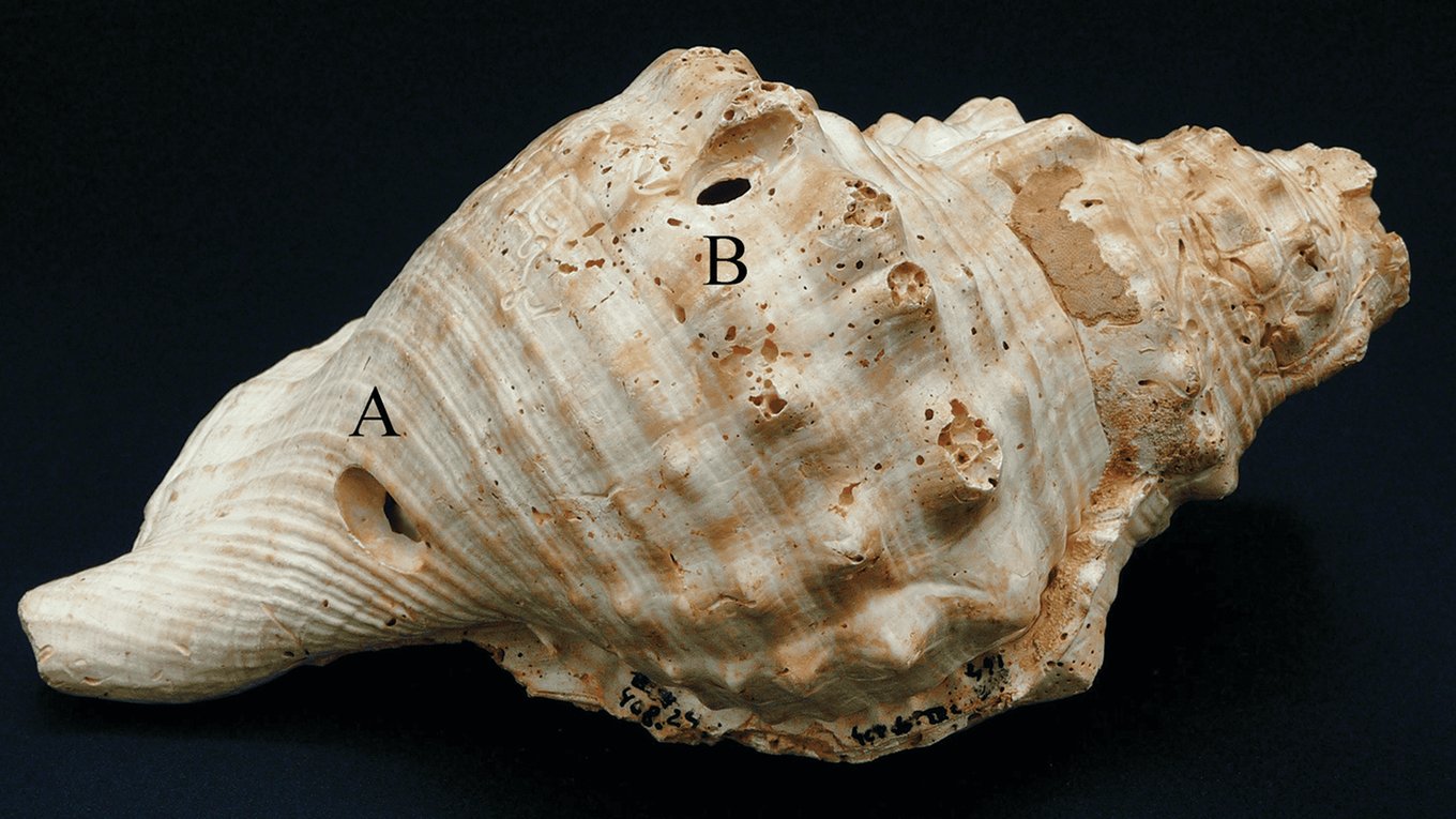 археология, Испания, музыка, раковина, инструмент