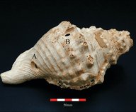 археология, Испания, музыка, раковина, инструмент