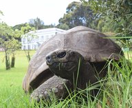 черепаха, мошенники, криптовалюта, соцсети, животное