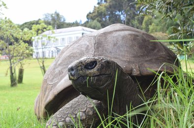 черепаха, мошенники, криптовалюта, соцсети, животное