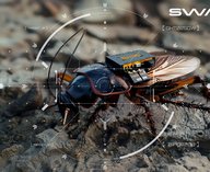 Германия, военные, насекомые, разведка, технологии