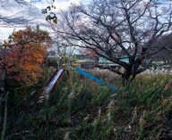 Фукусима, катастрофа, радиация, природа, Япония