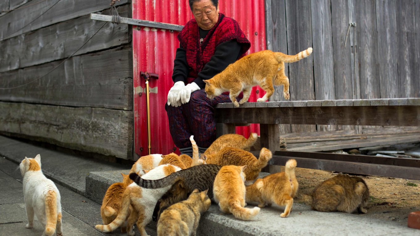 котоэкономика, Япония, кошки, рынок, манэкинэко