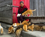 котоэкономика, Япония, кошки, рынок, манэкинэко