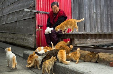 котоэкономика, Япония, кошки, рынок, манэкинэко