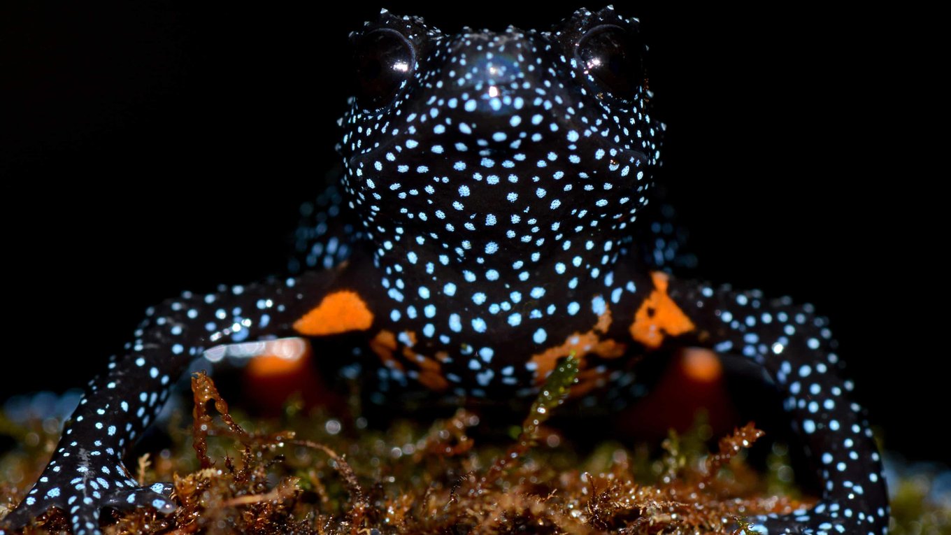 Индия, лягушки, туризм, природа, амфибии