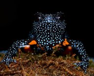 Индия, лягушки, туризм, природа, амфибии