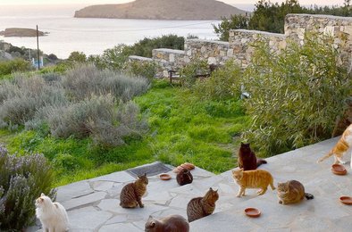 Кошки, остров, Греция, волонтерство, приют