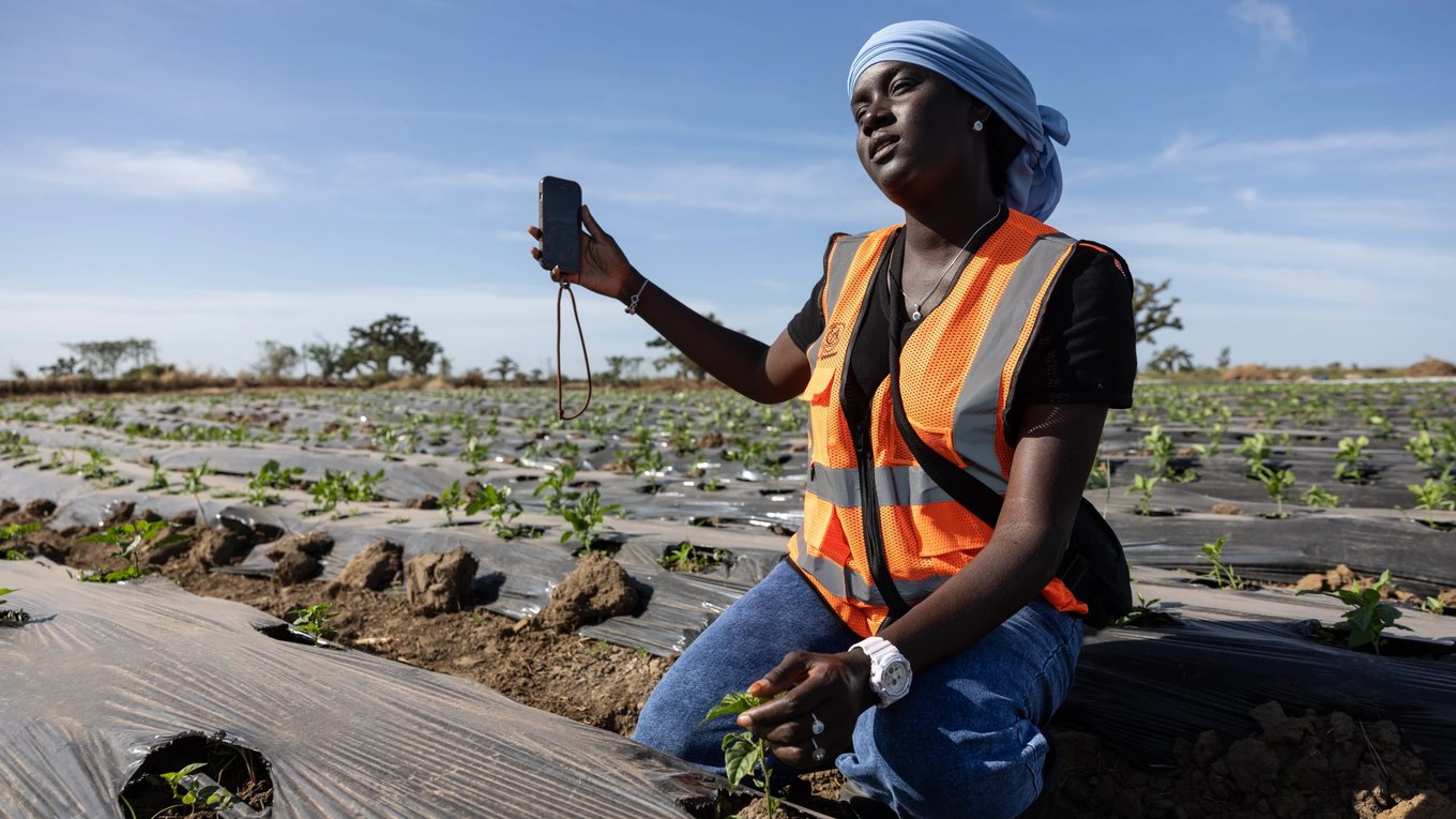 фермеры, Африка, TikTok, урожай, продажа