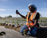 фермеры, Африка, TikTok, урожай, продажа