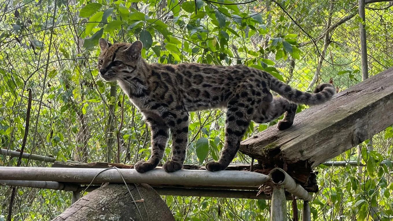 пятнистая кошка