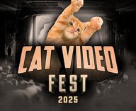 коты, видео, кинотеатры, прокат, развлечение