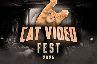 коты, видео, кинотеатры, прокат, развлечение