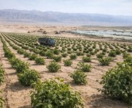 Китай, пустыня, каучуковые деревья