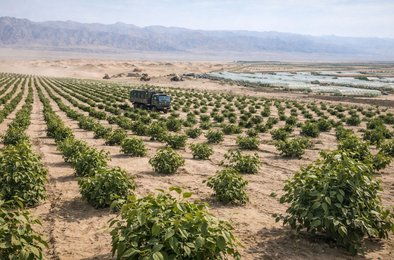 Китай, пустыня, каучуковые деревья