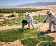 Китай, пустыни, водоросли, экология, опустынивание