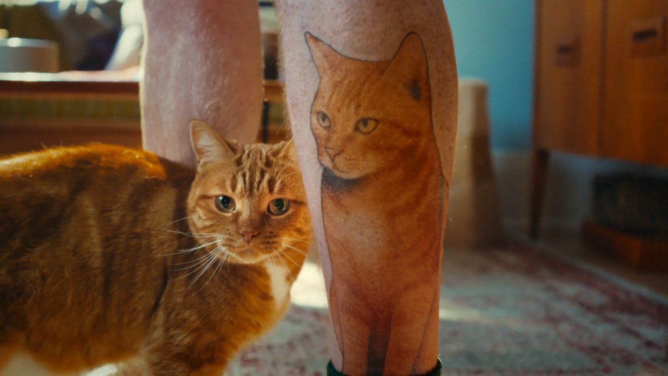 кошки, бренд, реклама, кампания, любовь