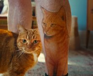 кошки, бренд, реклама, кампания, любовь