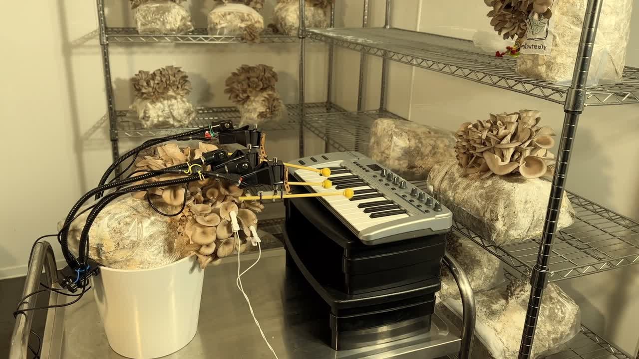 грибы, музыка, биотехнологии, искусство, сигналы