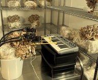 грибы, музыка, биотехнологии, искусство, сигналы