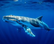 кашалоты, язык, коммуникация, ученые, исследование