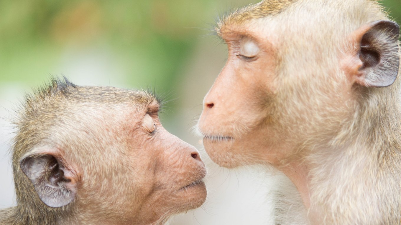 поцелуй, эволюция, приматы, человек, поведение