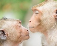 поцелуй, эволюция, приматы, человек, поведение