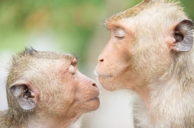 поцелуй, эволюция, приматы, человек, поведение