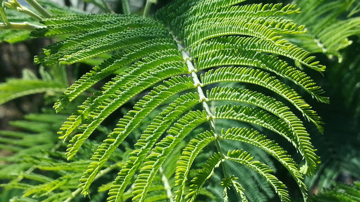 минералы, папоротник, монацит, кристаллы, гипераккумуляторы