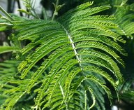 минералы, папоротник, монацит, кристаллы, гипераккумуляторы