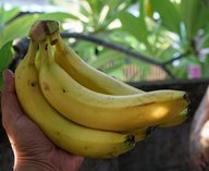 бананы, теплицы, Сочи, безопасность, интеллект