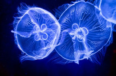 коллаген, медузы, мозг, травмы, биомедицина