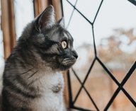 кошка, птицы, природа, экология, Британия