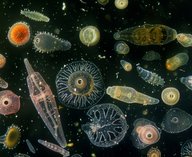 метан, океан, бактерии, климат, потепление