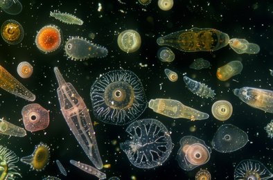 метан, океан, бактерии, климат, потепление