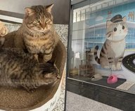 аэропорт, кошки, животные, пассажиры, грызуны