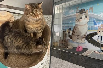 аэропорт, кошки, животные, пассажиры, грызуны