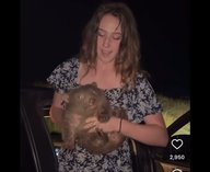 Австралийские политики осудили блогера за видео с вомбатом