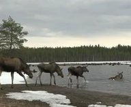 миграция лосей, Швеция, медленное телевидение, SVT трансляция, дикая природа онлайн