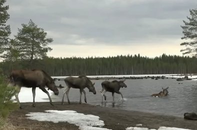 миграция лосей, Швеция, медленное телевидение, SVT трансляция, дикая природа онлайн